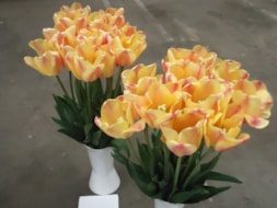 Apricot-Foxx-(1)